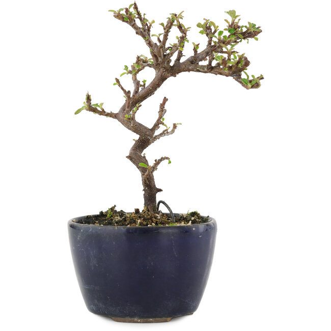 Cotoneaster horizontaleis, 12,5 cm, ± 5 jaar oud