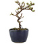 Cotoneaster horizontaleis, 12,5 cm, ± 5 jaar oud