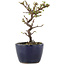 Cotoneaster horizontalis, 12,5 cm, ± 5 años