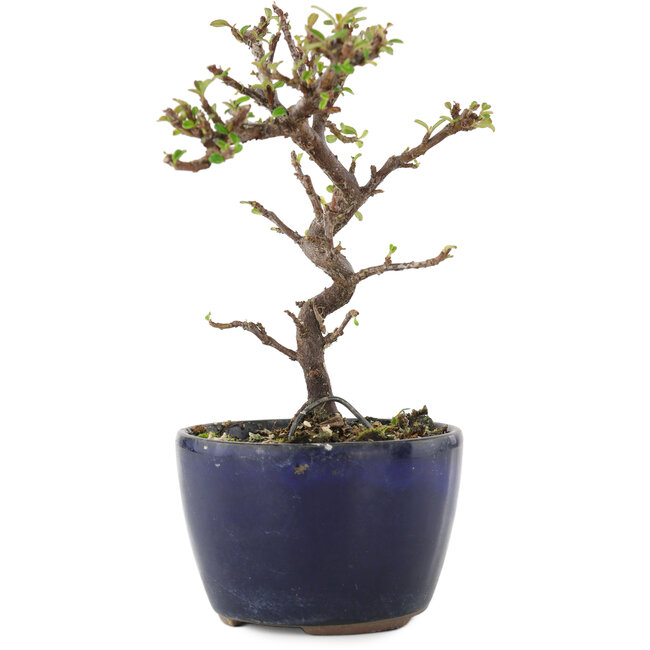 Cotoneaster horizontalis, 12,5 cm, ± 5 years old