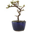 Cotoneaster horizontaleis, 12,5 cm, ± 5 jaar oud