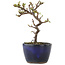 Cotoneaster horizontaleis, 12,5 cm, ± 5 jaar oud