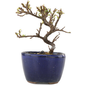 Cotoneaster horizontaleis, 10 cm, ± 5 jaar oud