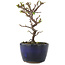 Cotoneaster horizontaleis, 12,5 cm, ± 5 jaar oud