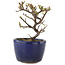 Cotoneaster horizontaleis, 10 cm, ± 5 jaar oud