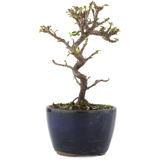 Cotoneaster horizontalis, 12,5 cm, ± 5 ans
