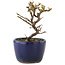 Cotoneaster horizontalis, 10 cm, ± 5 Jahre alt