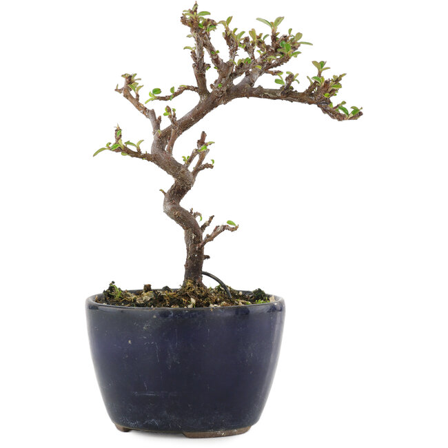 Cotoneaster horizontalis, 12,5 cm, ± 5 Jahre alt