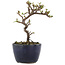 Cotoneaster horizontaleis, 12,5 cm, ± 5 jaar oud