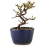 Cotoneaster horizontaleis, 10 cm, ± 5 jaar oud