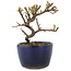 Cotoneaster horizontaleis, 10 cm, ± 5 jaar oud