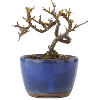 Cotoneaster horizontalis, 8,5 cm, ± 5 years old