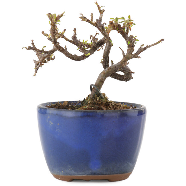 Cotoneaster horizontaleis, 8,5 cm, ± 5 jaar oud