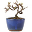 Cotoneaster horizontaleis, 8,5 cm, ± 5 jaar oud