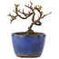 Cotoneaster horizontalis, 8,5 cm, ± 5 years old