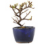 Cotoneaster horizontalis, 10 cm, ± 5 Jahre alt