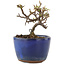 Cotoneaster horizontaleis, 8,5 cm, ± 5 jaar oud