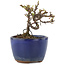 Cotoneaster horizontaleis, 8,5 cm, ± 5 jaar oud