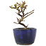 Cotoneaster horizontaleis, 10 cm, ± 5 jaar oud