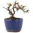 Cotoneaster horizontaleis, 8,5 cm, ± 5 jaar oud