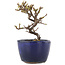 Cotoneaster horizontaleis, 10 cm, ± 5 jaar oud