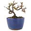 Cotoneaster horizontaleis, 8,5 cm, ± 5 jaar oud