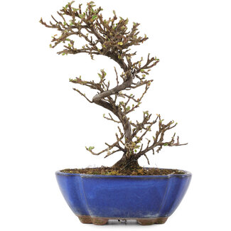 Cotoneaster horizontalis, 16,5 cm, ± 5 ans