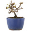 Cotoneaster horizontaleis, 8,5 cm, ± 5 jaar oud