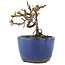 Cotoneaster horizontalis, 8,5 cm, ± 5 years old