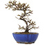 Cotoneaster horizontalis, 16,5 cm, ± 5 años