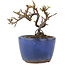 Cotoneaster horizontaleis, 8,5 cm, ± 5 jaar oud