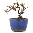 Cotoneaster horizontalis, 8,5 cm, ± 5 years old