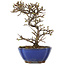 Cotoneaster horizontaleis, 16,5 cm, ± 5 jaar oud