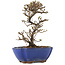 Cotoneaster horizontalis, 16,5 cm, ± 5 ans