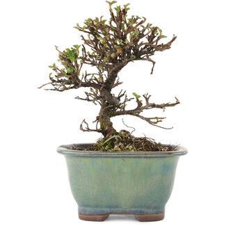 Cotoneaster horizontaleis, 13,5 cm, ± 5 jaar oud