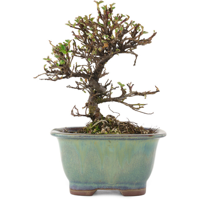 Cotoneaster horizontaleis, 13,5 cm, ± 5 jaar oud