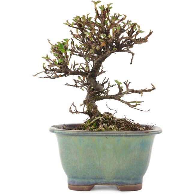 Cotoneaster horizontalis, 13,5 cm, ± 5 years old