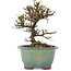 Cotoneaster horizontaleis, 13,5 cm, ± 5 jaar oud