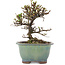 Cotoneaster horizontalis, 13,5 cm, ± 5 years old