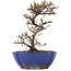 Cotoneaster horizontalis, 16,5 cm, ± 5 years old