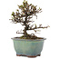 Cotoneaster horizontaleis, 13,5 cm, ± 5 jaar oud