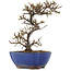 Cotoneaster horizontalis, 16,5 cm, ± 5 years old