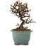 Cotoneaster horizontalis, 13,5 cm, ± 5 años