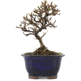 Cotoneaster horizontaleis, 14,5 cm, ± 5 jaar oud