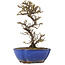 Cotoneaster horizontaleis, 16,5 cm, ± 5 jaar oud