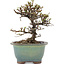 Cotoneaster horizontaleis, 13,5 cm, ± 5 jaar oud