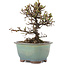 Cotoneaster horizontalis, 13,5 cm, ± 5 años