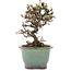 Cotoneaster horizontalis, 13,5 cm, ± 5 años