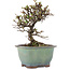 Cotoneaster horizontalis, 13,5 cm, ± 5 años