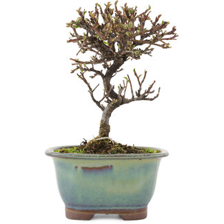 Cotoneaster horizontaleis, 14,5 cm, ± 5 jaar oud